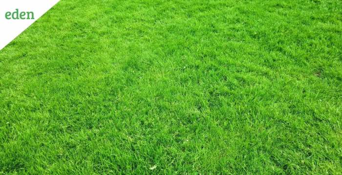 Fertilization lawn service