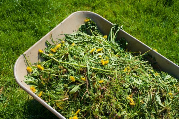 Lawn care fertilizer and weed control services near me