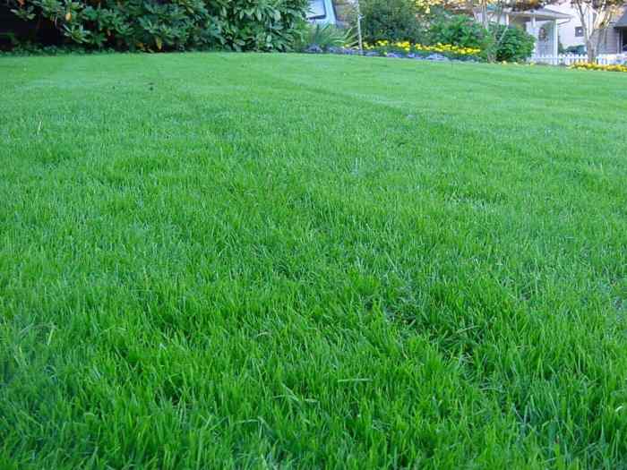 Nearest lawn service