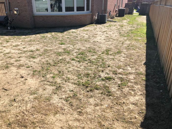 Lawn fertilizer food spring miracle reviews gro purpose needs amazon type