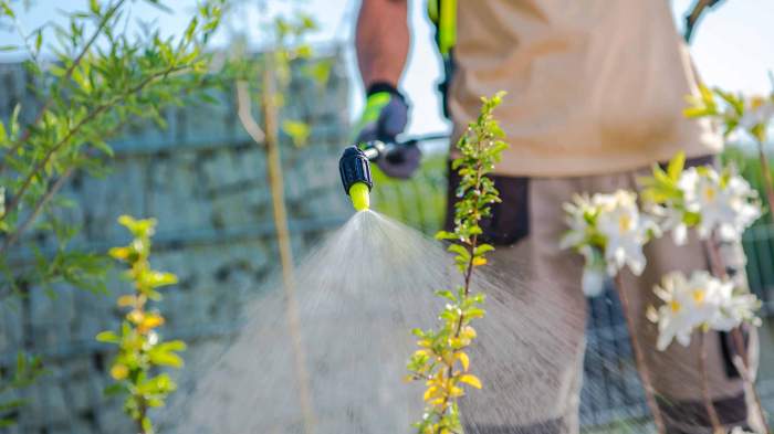 Lawn weed care service near me
