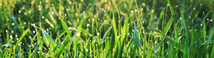 Lawn care fertilizer and weed control services near me