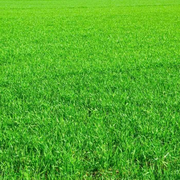 Fertilizer lawn service control pest