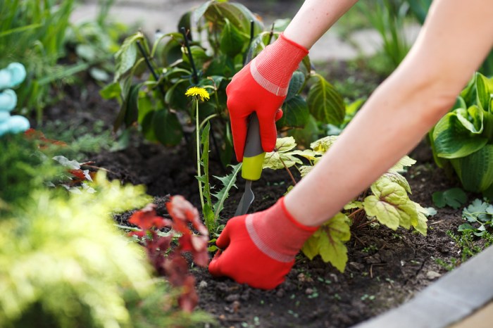 Lawn care weeds near me